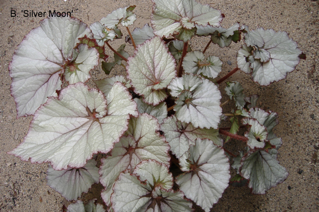 B. ‘Silver Moon’